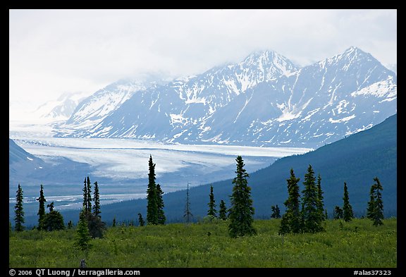 Spruce trees,  glacier and Chugatch mountains in background. Alaska, USA