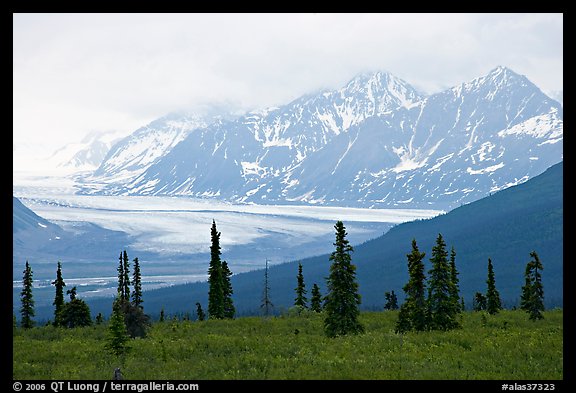 Spruce trees,  glacier and Chugatch mountains in background. Alaska, USA (color)