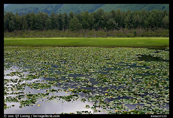 Lilly pond. Alaska, USA