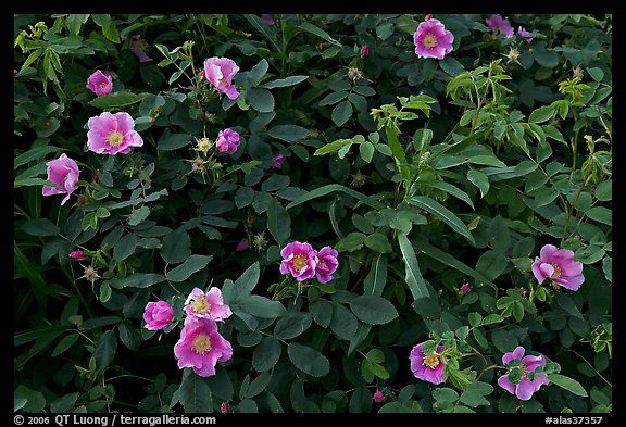 Wild Roses in bloom. Alaska, USA