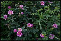 Wild Roses in bloom. Alaska, USA ( color)