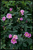 Wild Roses close-up. Alaska, USA