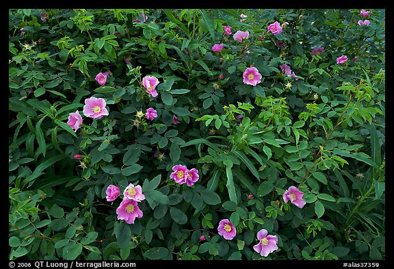 Wild Roses bush. Alaska, USA (color)