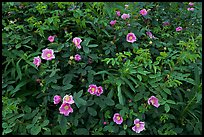 Wild Roses bush. Alaska, USA (color)