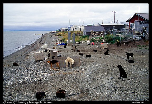 Mushing dogs. Kotzebue, North Western Alaska, USA (color)