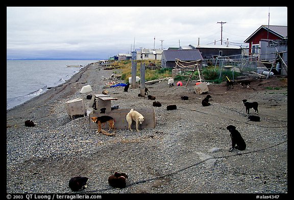 Mushing dogs. Kotzebue, North Western Alaska, USA