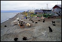 Mushing dogs. Kotzebue, North Western Alaska, USA