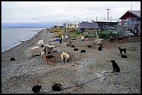 Mushing dogs. Kotzebue, North Western Alaska, USA (color)