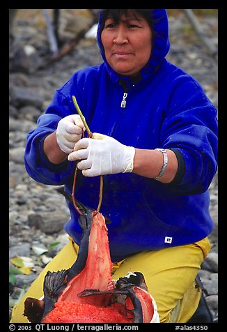 Inupiaq Eskimo woman getting fish ready to hang for drying, Ambler. North Western Alaska, USA (color)