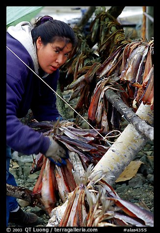 Inupiaq Eskimo woman hanging fish for drying, Ambler. North Western Alaska, USA (color)