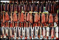 Whitefish being dried, Ambler. North Western Alaska, USA ( color)