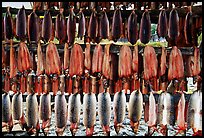 Whitefish being dried, Ambler. North Western Alaska, USA (color)