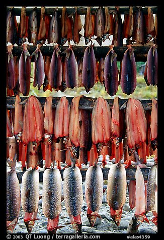 Drying whitefish, Ambler. North Western Alaska, USA (color)