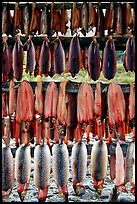 Drying whitefish, Ambler. North Western Alaska, USA (color)