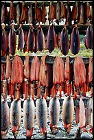 Drying whitefish, Ambler. North Western Alaska, USA