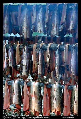 Drying whitefish and smoke, Ambler. North Western Alaska, USA (color)