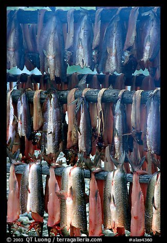 Drying whitefish and smoke, Ambler. North Western Alaska, USA