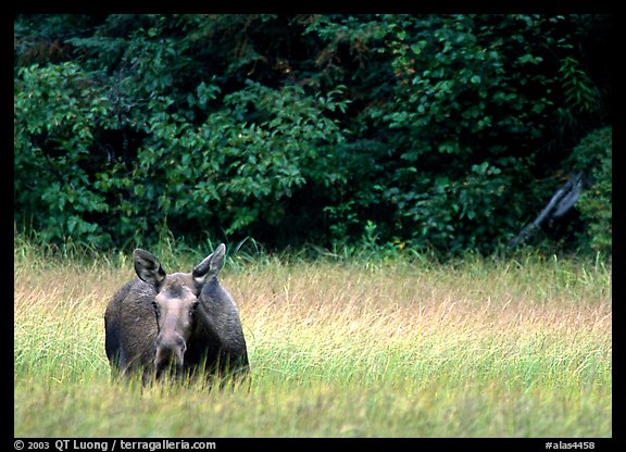 Cow Moose, Kenai Peninsula. Alaska, USA (color)