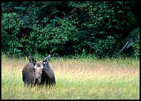 Cow Moose, Kenai Peninsula. Alaska, USA (color)