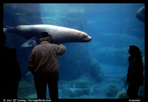 Tourists standing next to the northern sea lion aquarium, Alaska Sealife center. Seward, Alaska, USA (color)