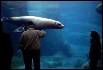 Tourists standing next to the northern sea lion aquarium, Alaska Sealife center. Seward, Alaska, USA (color)