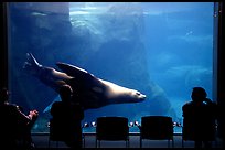 Tourists sitting next to the northern sea lion aquarium, Alaska Sealife center. Seward, Alaska, USA (color)