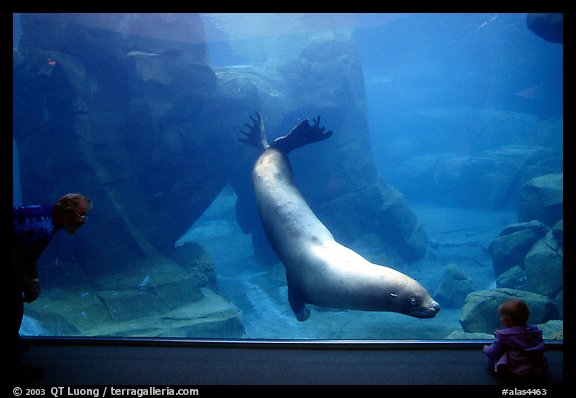 Baby interacting with the northern sea lion, Alaska Sealife center. Seward, Alaska, USA