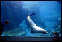 Baby interacting with the northern sea lion, Alaska Sealife center. Seward, Alaska, USA