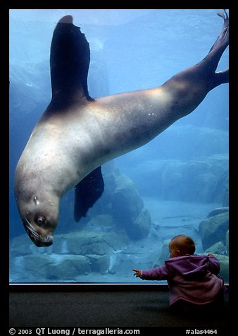 Northern Sea Lion checking out baby, Alaska Sealife center. Seward, Alaska, USA (color)