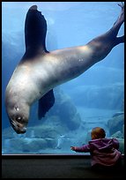 Northern Sea Lion checking out baby, Alaska Sealife center. Seward, Alaska, USA (color)