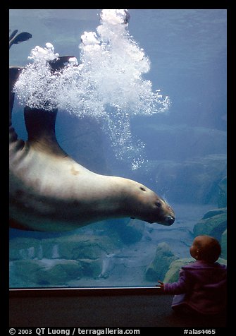 Northern Sea Lion in aquarium, watched by baby, Alaska Sealife center. Seward, Alaska, USA