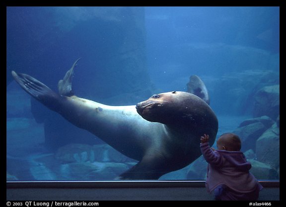 Northern Sea Lion interacting with baby, Alaska Sealife center. Seward, Alaska, USA (color)