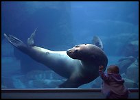 Northern Sea Lion interacting with baby, Alaska Sealife center. Seward, Alaska, USA