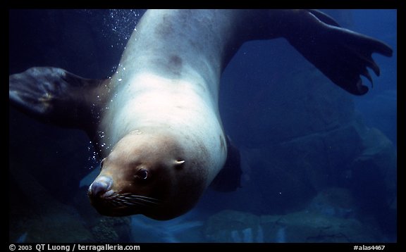 Northern Sea Lion, Alaska Sealife center. Seward, Alaska, USA (color)