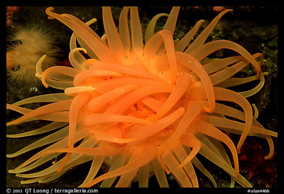 Orange Sea Anemone, Alaska Sealife center. Seward, Alaska, USA (color)