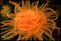 Orange Sea Anemone, Alaska Sealife center. Seward, Alaska, USA