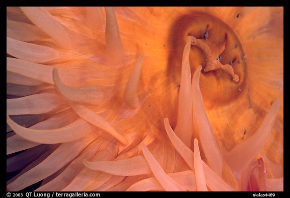 Sea Anemone detail, Alaska Sealife center. Seward, Alaska, USA (color)