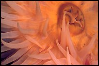 Sea Anemone detail, Alaska Sealife center. Seward, Alaska, USA