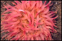 Pink  Sea Anemone, Alaska Sealife center. Seward, Alaska, USA