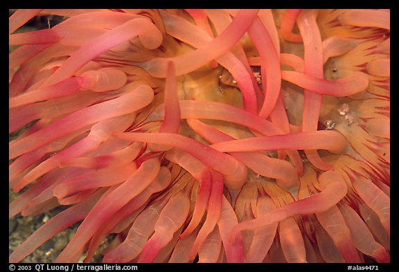 Sea Anemone detail, Alaska Sealife center. Seward, Alaska, USA (color)