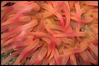 Sea Anemone detail, Alaska Sealife center. Seward, Alaska, USA ( color)