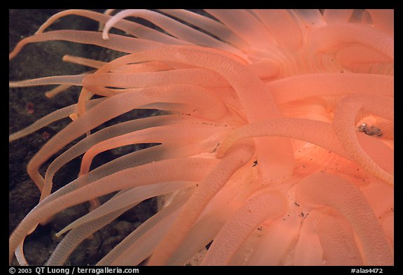 Sea Anemone detail, Alaska Sealife center. Seward, Alaska, USA (color)