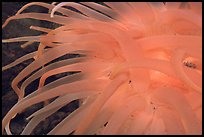 Sea Anemone detail, Alaska Sealife center. Seward, Alaska, USA (color)