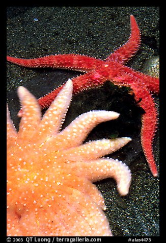 Sea Anemone and star fish, Alaska Sealife center. Seward, Alaska, USA (color)