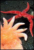 Sea Anemone and star fish, Alaska Sealife center. Seward, Alaska, USA (color)