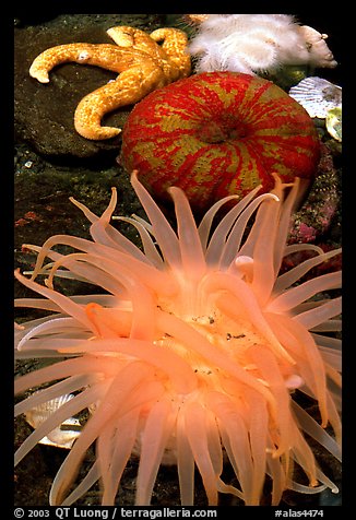 A variety of tide pool creatures, Alaska Sealife center. Seward, Alaska, USA