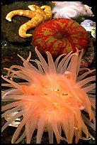 A variety of tide pool creatures, Alaska Sealife center. Seward, Alaska, USA ( color)