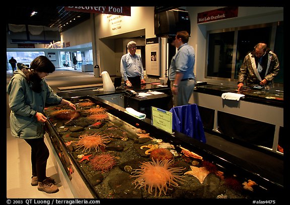 Tourist checks tidepool exhibit, Alaska Sealife center. Seward, Alaska, USA (color)