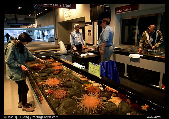 Tourist checks tidepool exhibit, Alaska Sealife center. Seward, Alaska, USA