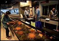 Tourist checks tidepool exhibit, Alaska Sealife center. Seward, Alaska, USA ( color)